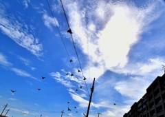 鳥みたいな雲と一緒に