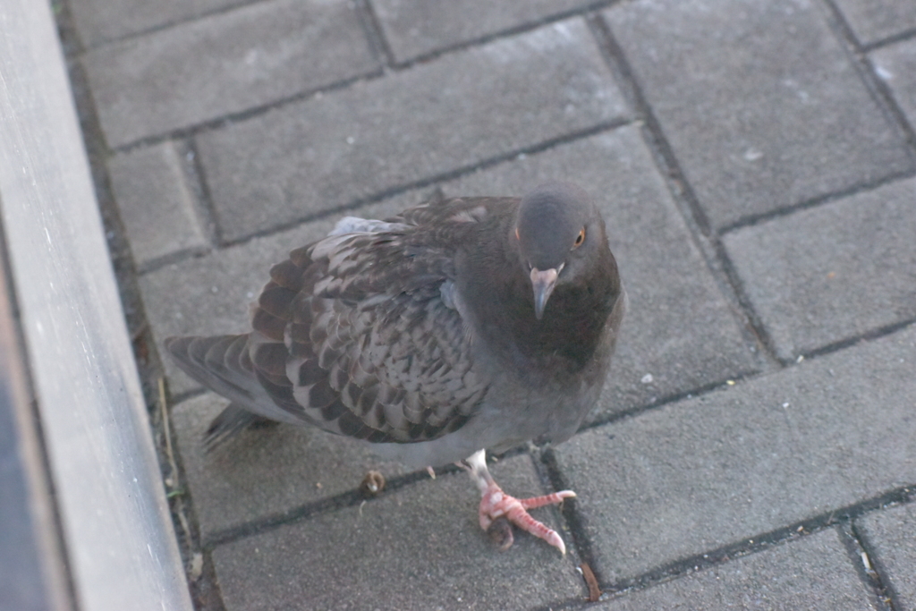 鳩に接近♪♪