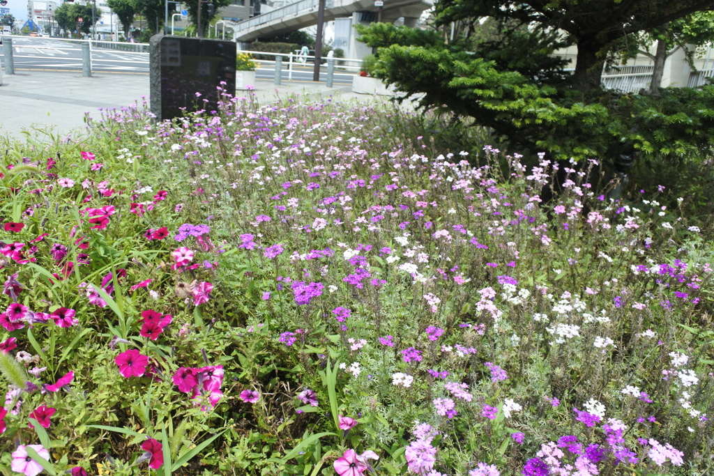 お花畑みたい＾＾