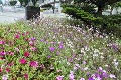 お花畑みたい＾＾