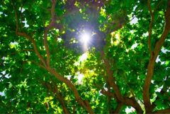 木下から溢れる太陽光