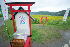 南光ひまわり畑・K-3編