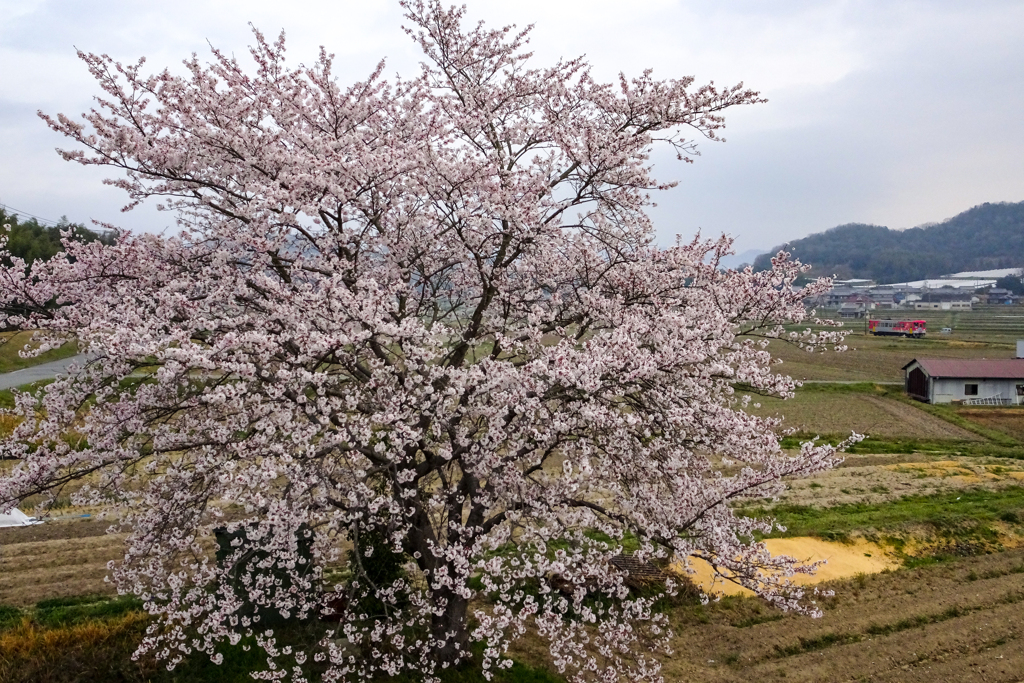 長の一本桜