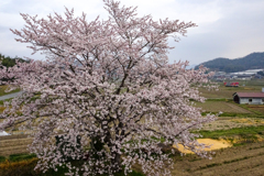 長の一本桜
