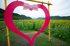 南光ひまわり畑・K-3編