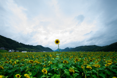 20190720_053318K-3(0006)-1