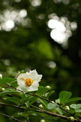 沙羅双樹の花2