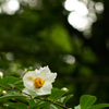 沙羅双樹の花2