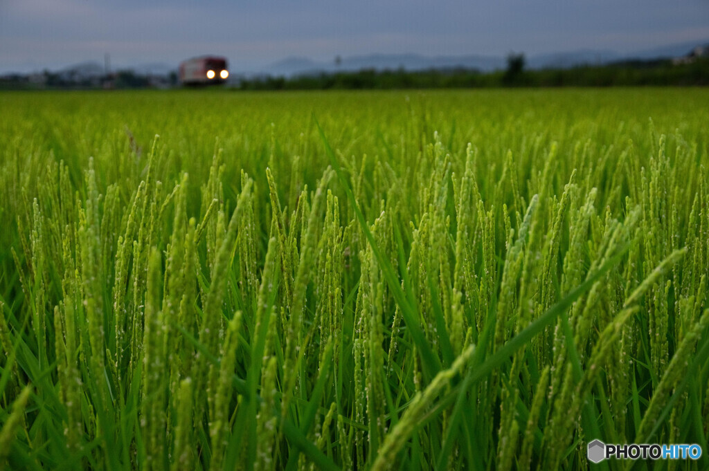 野条穂