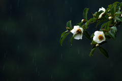沙羅双樹の花1