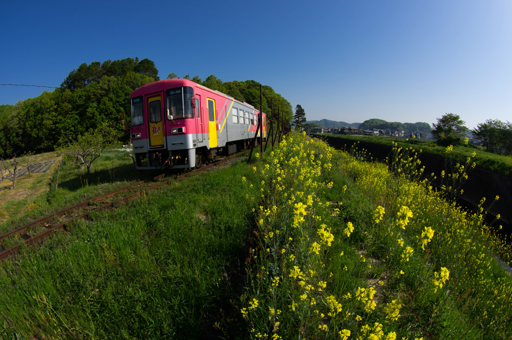 北条鉄道　春爛漫