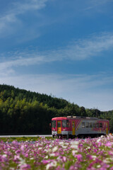 北条鉄道　両月のコスモス