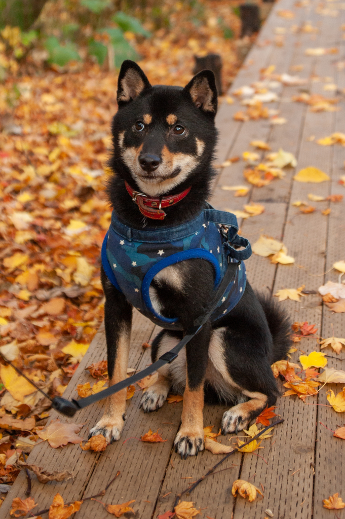 黒柴クロ　紅葉お散歩
