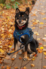 黒柴クロ　紅葉お散歩