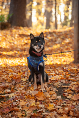 黒柴クロ　初めての紅葉