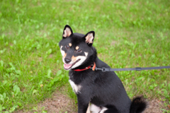 愛犬クロ