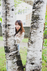 白樺