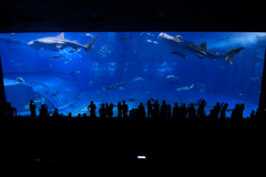 美ら海水族館