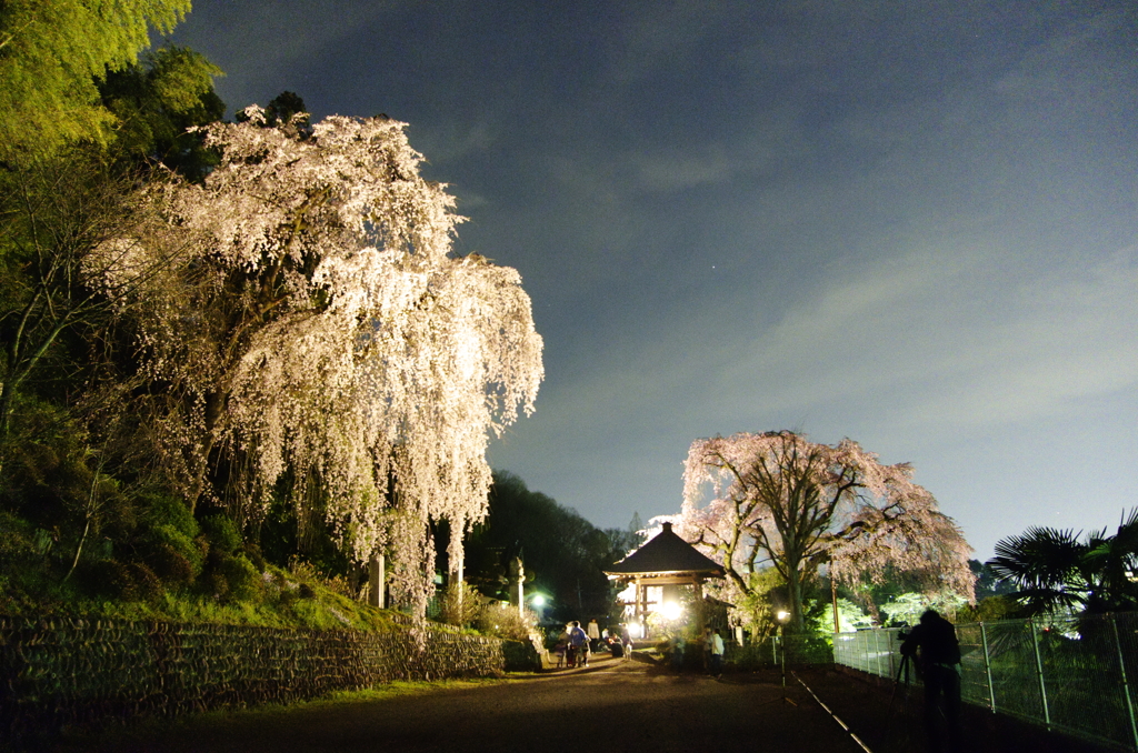 枝垂れ桜３