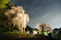 枝垂れ桜３