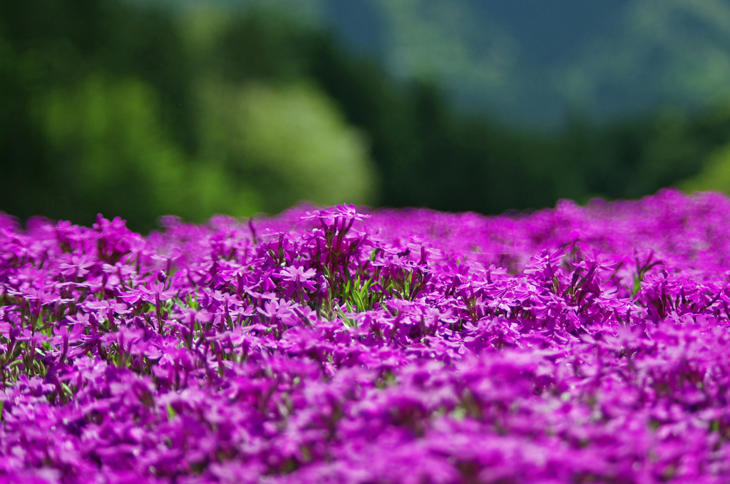 秩父芝桜