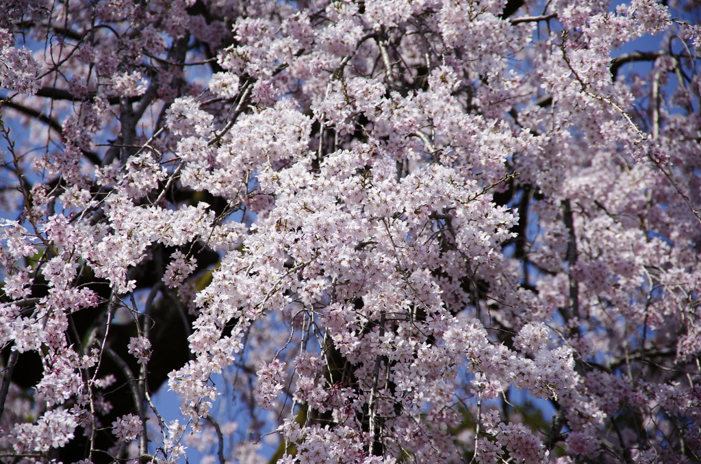 枝垂れ桜２