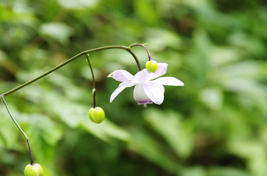 御岳山カタクリの花