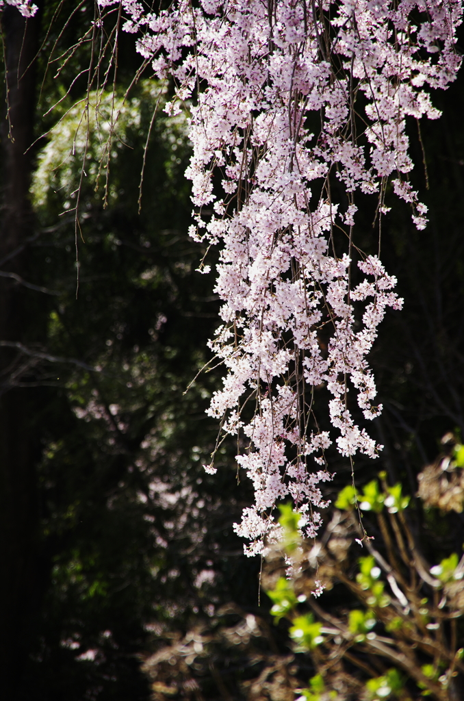 枝垂れ桜１