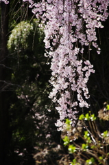 枝垂れ桜１