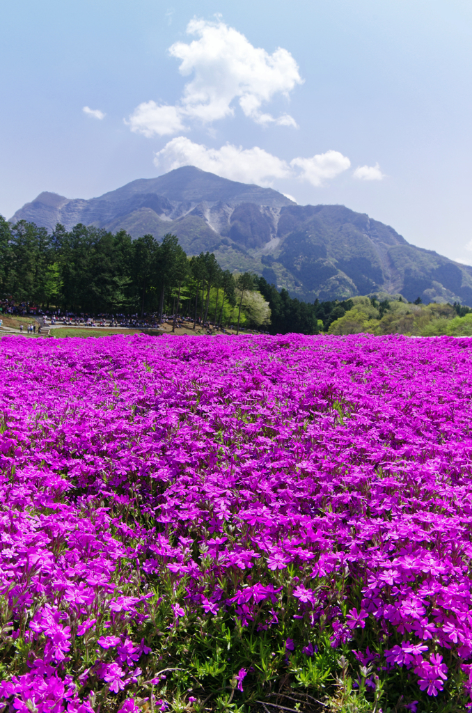 秩父芝桜と武甲山