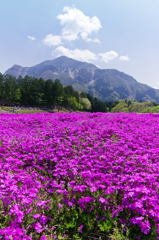 秩父芝桜と武甲山