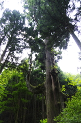 天狗の腰かけ杉