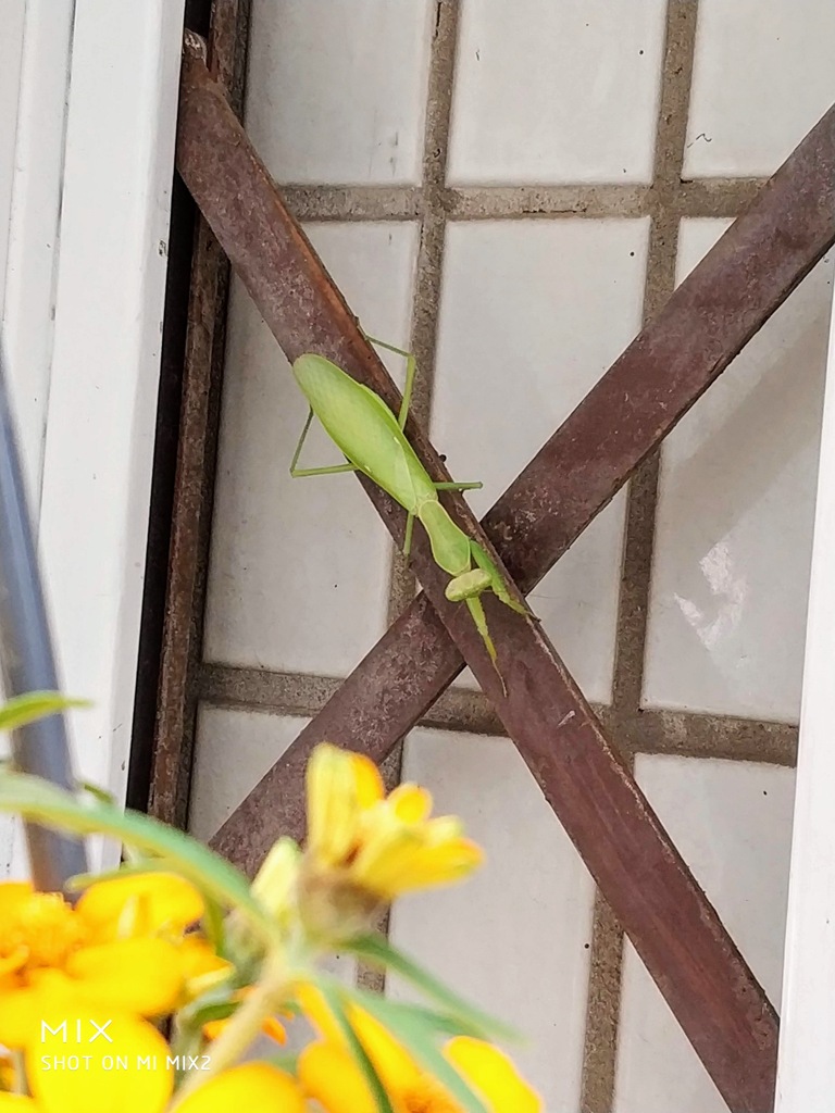 Mantis living in the neighborhood