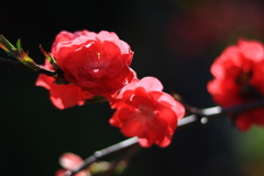 紅梅