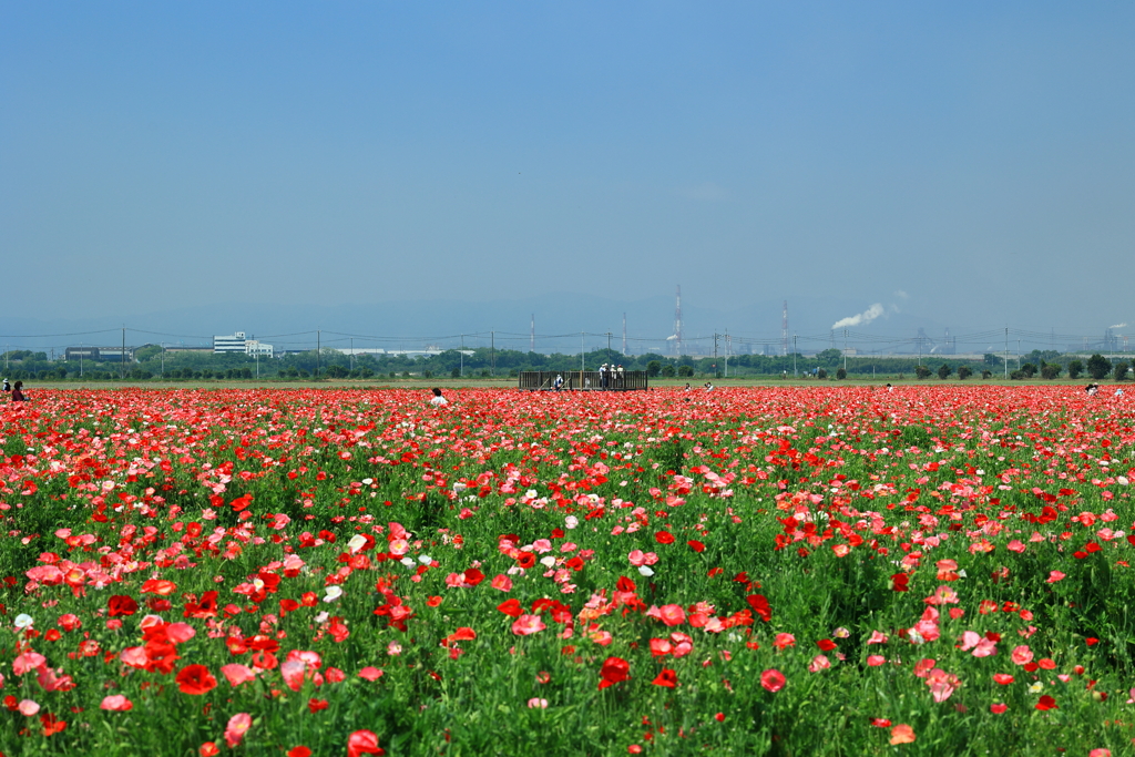 花園