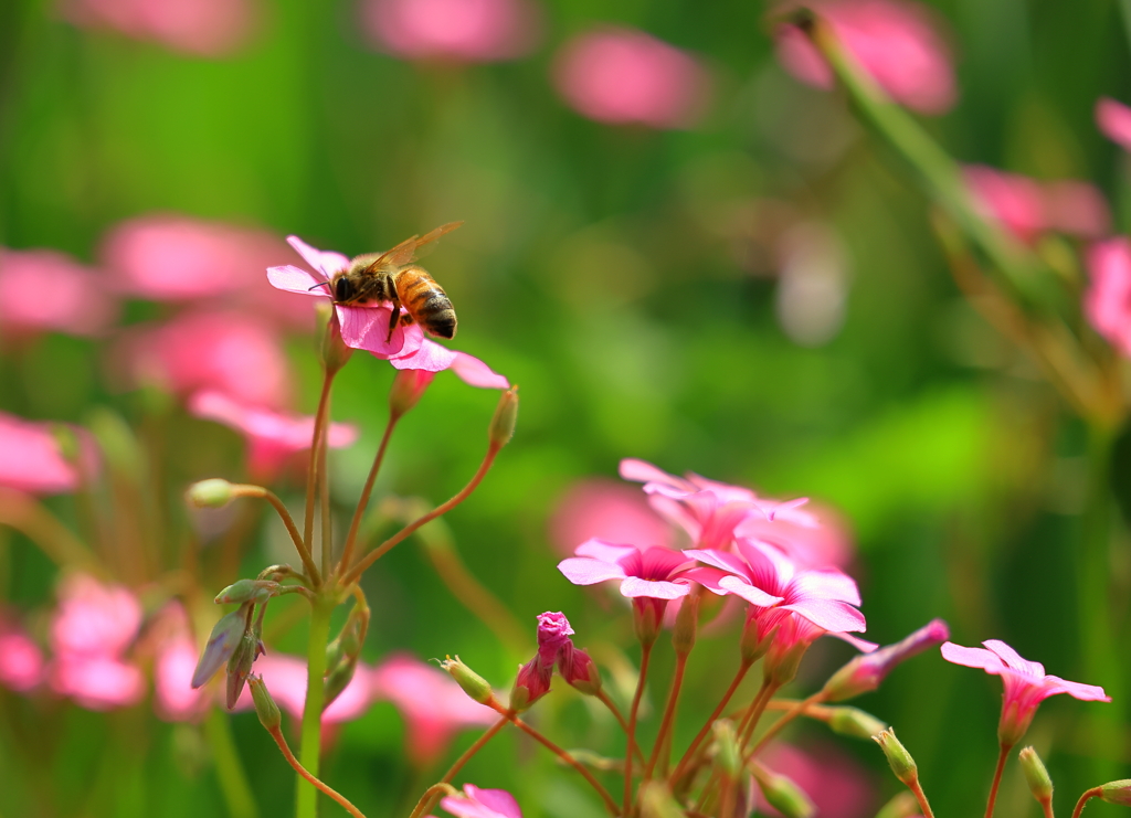 蜜を求めて