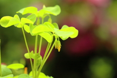 クローバーの花