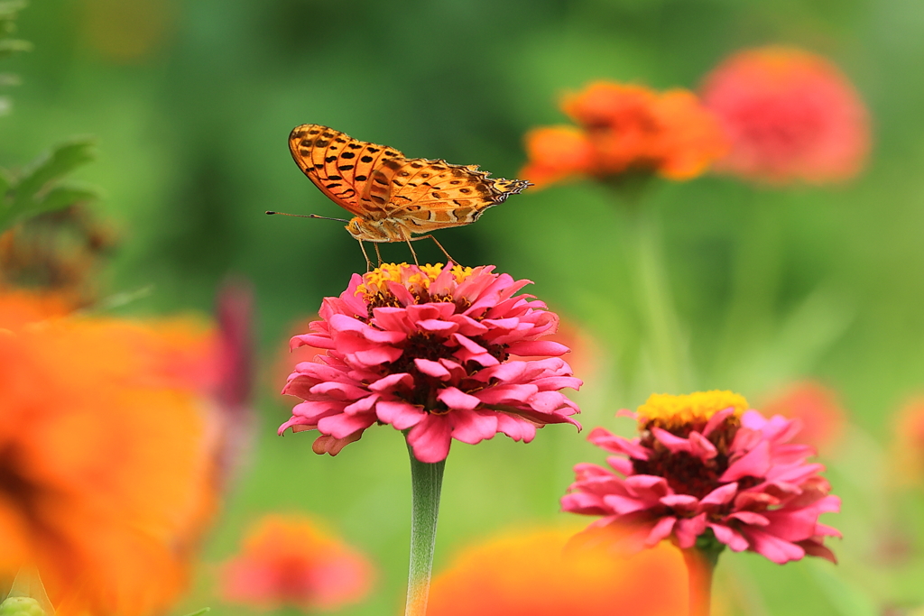 夏の花園