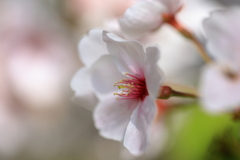 桜の息吹