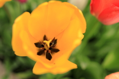 花の名は