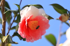 蜜を求めて
