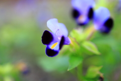 花です
