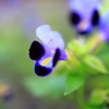 花です