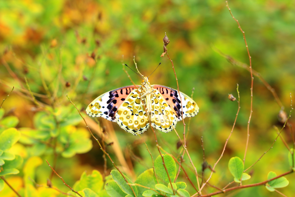 ヒメアカタテハ