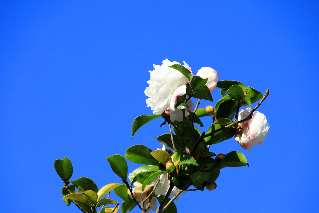 山茶花