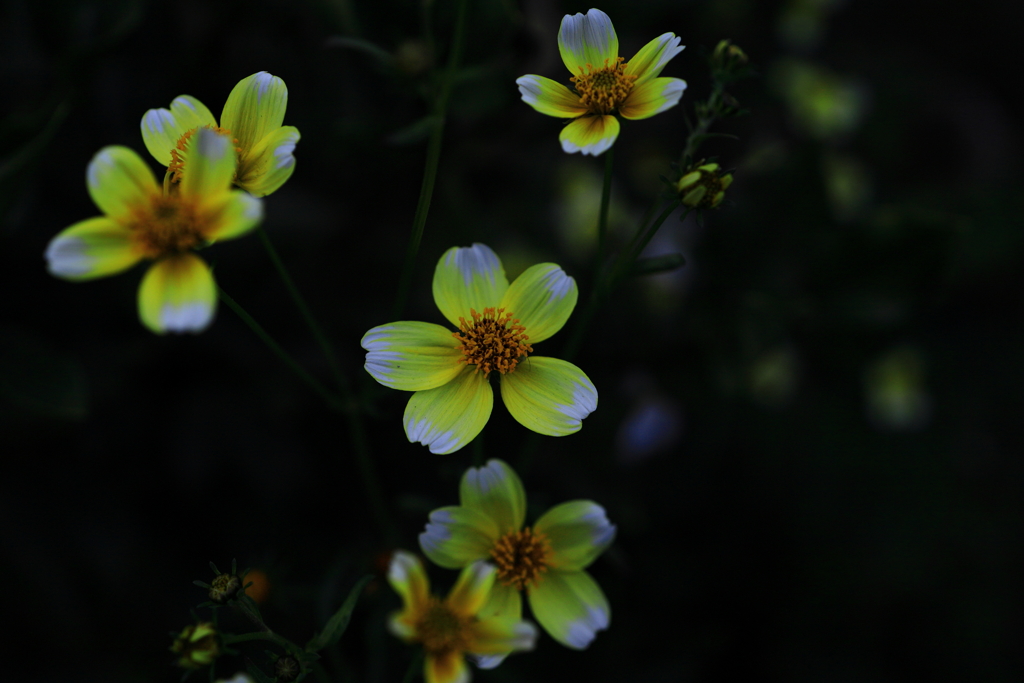 日陰の花