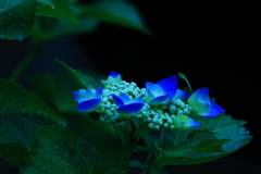 雨に打たれて