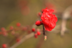しだれ紅梅