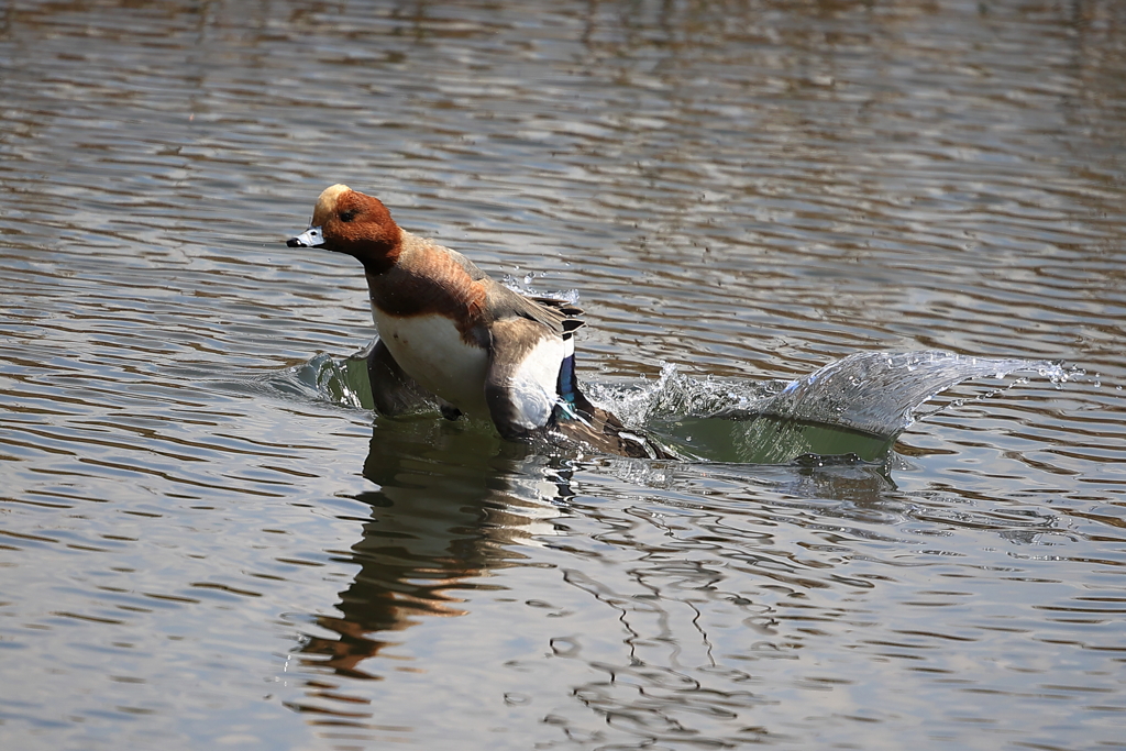 ヒドリガモの飛翔