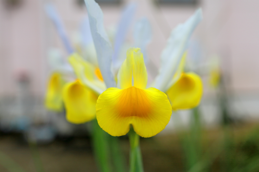 花菖蒲